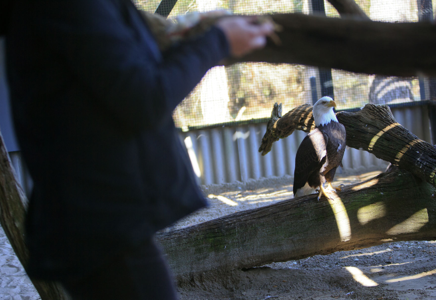 JUMP bald-eagle-file_P_X5257.jpg